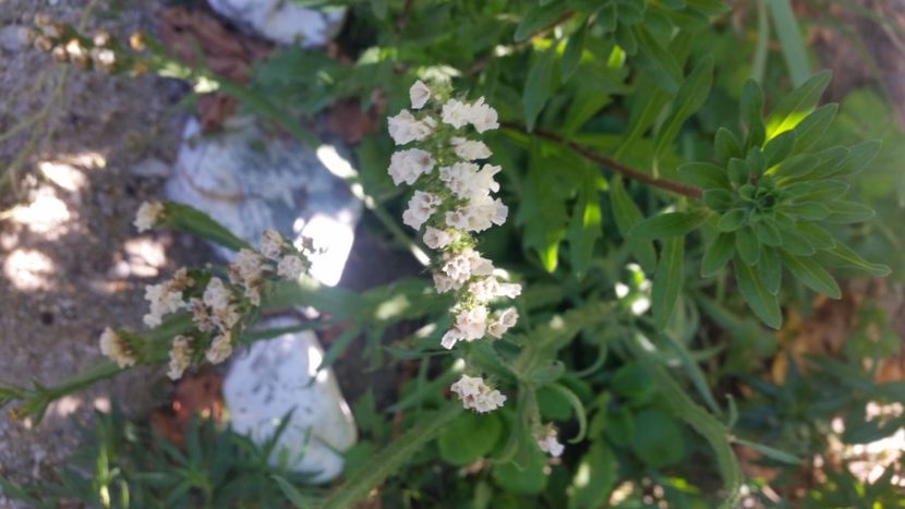 2021-08-08 16.07.19 - Flori si copii blanosi