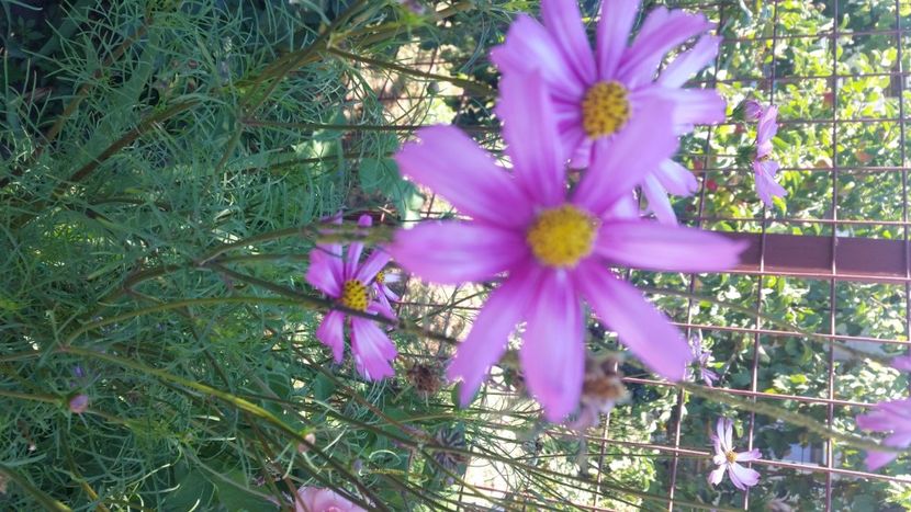 2021-08-08 16.08.24 - Flori si copii blanosi