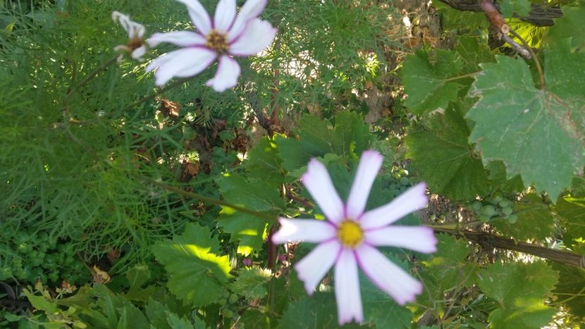 2021-08-08 16.08.34 - Flori si copii blanosi