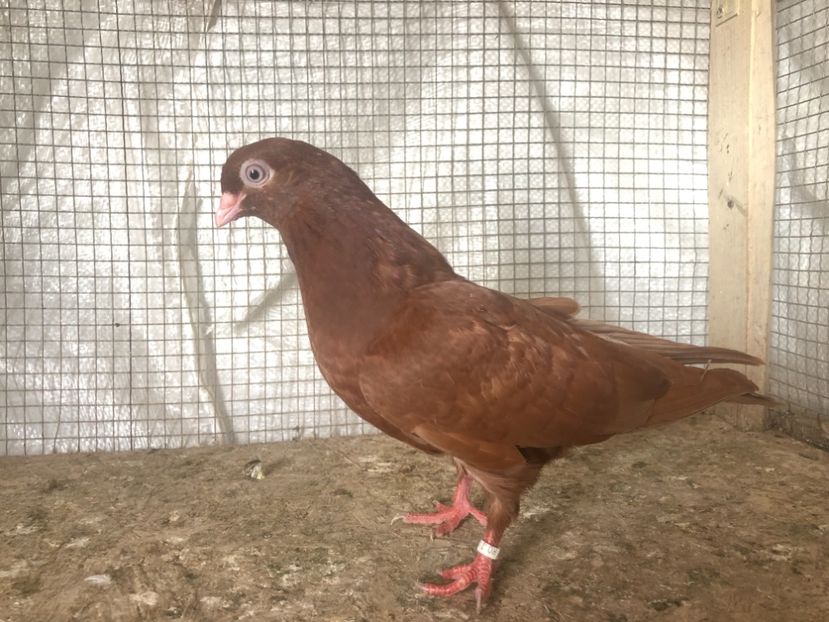 25522/21 - 4-lot zbor 2021