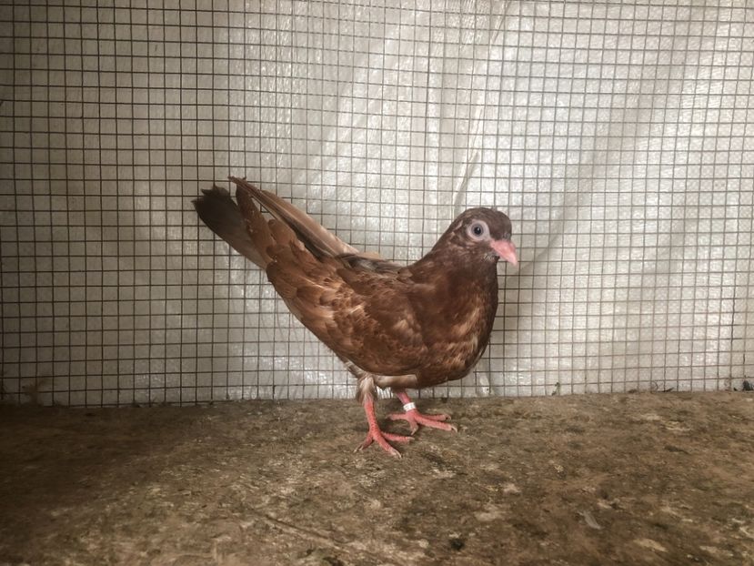 25526/21 - 4-lot zbor 2021