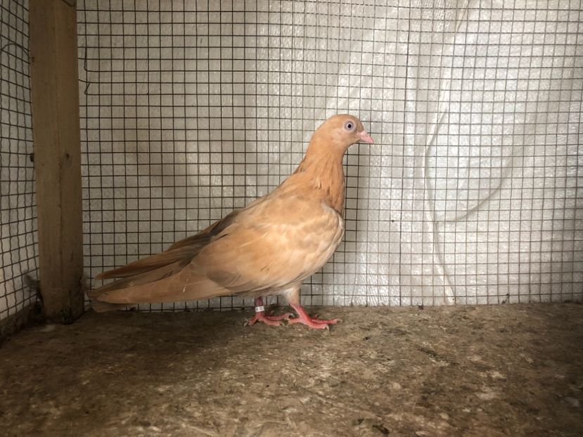 25511/21 - 4-lot zbor 2021