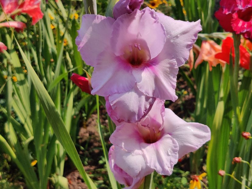  - Gladiole