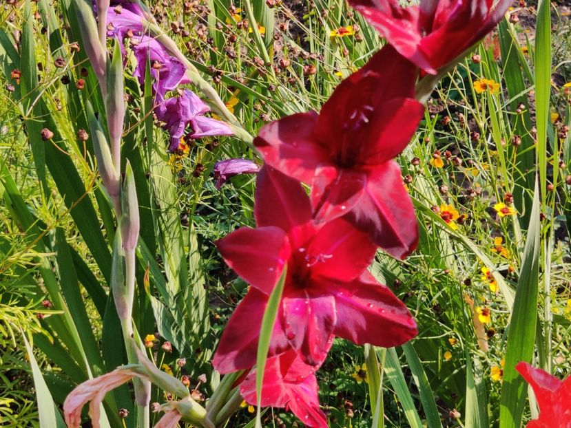  - Gladiole