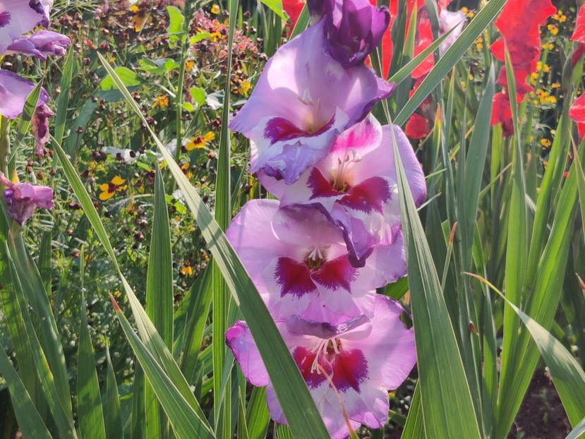  - Gladiole