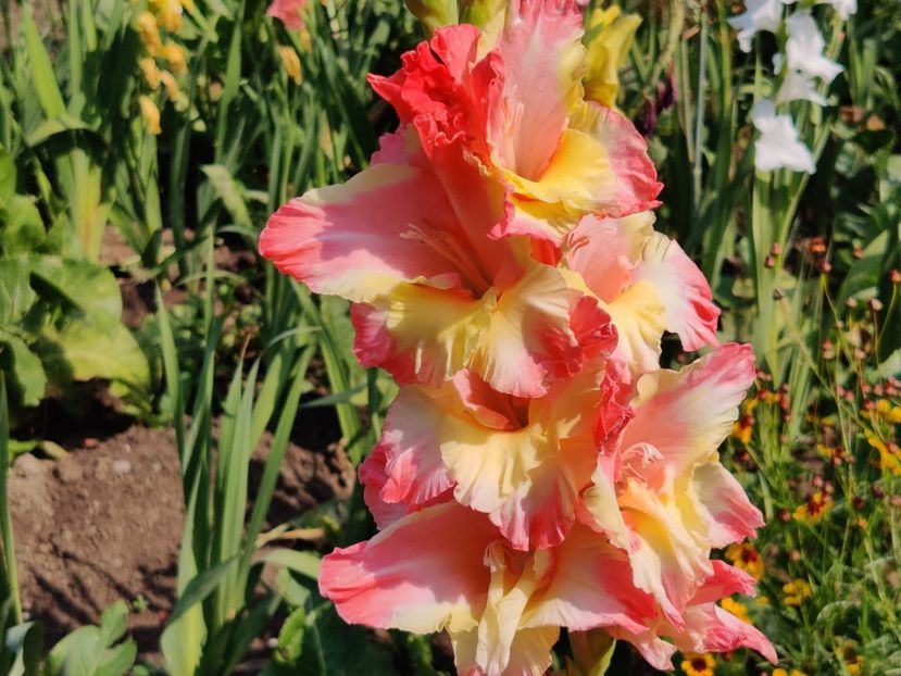  - Gladiole