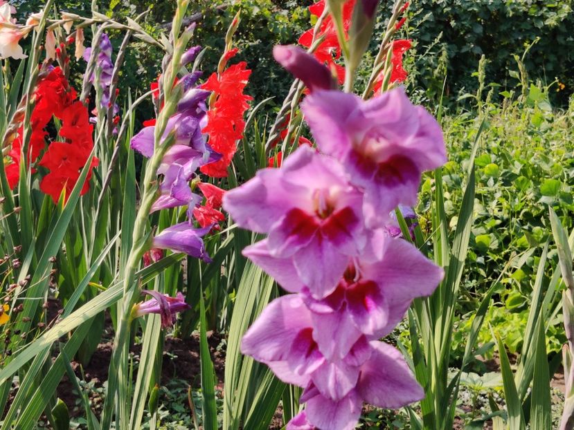  - Gladiole