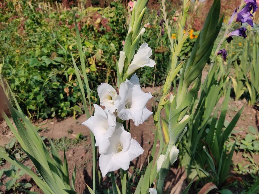  - Gladiole
