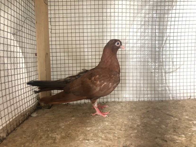 25476/21 - 4-lot zbor 2021