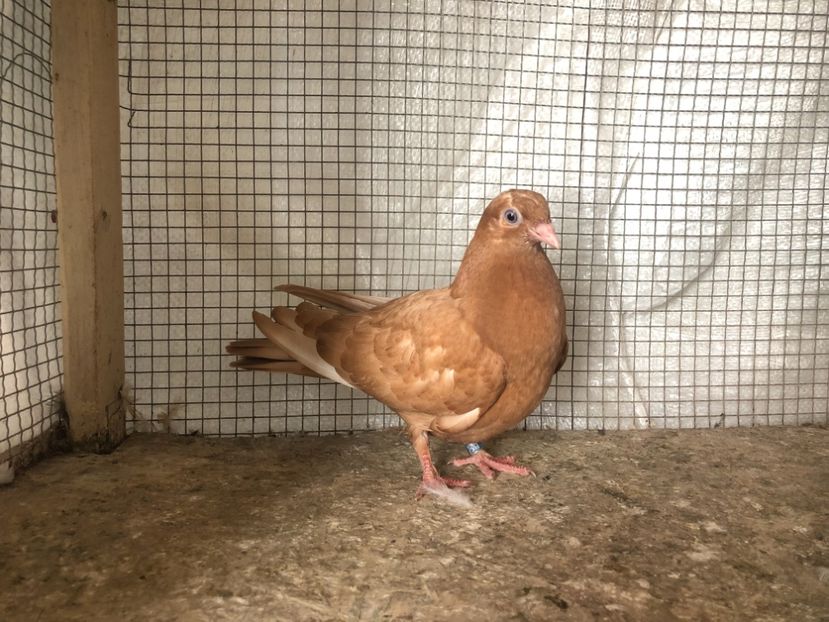 147/18 - 4-lot zbor 2021