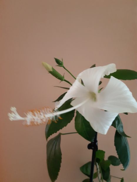  - HIBISCUSI - 2019_2021-2022-2023