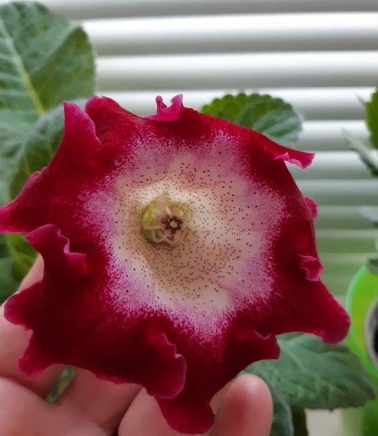  - 1GLOXINIA-2018- 2021