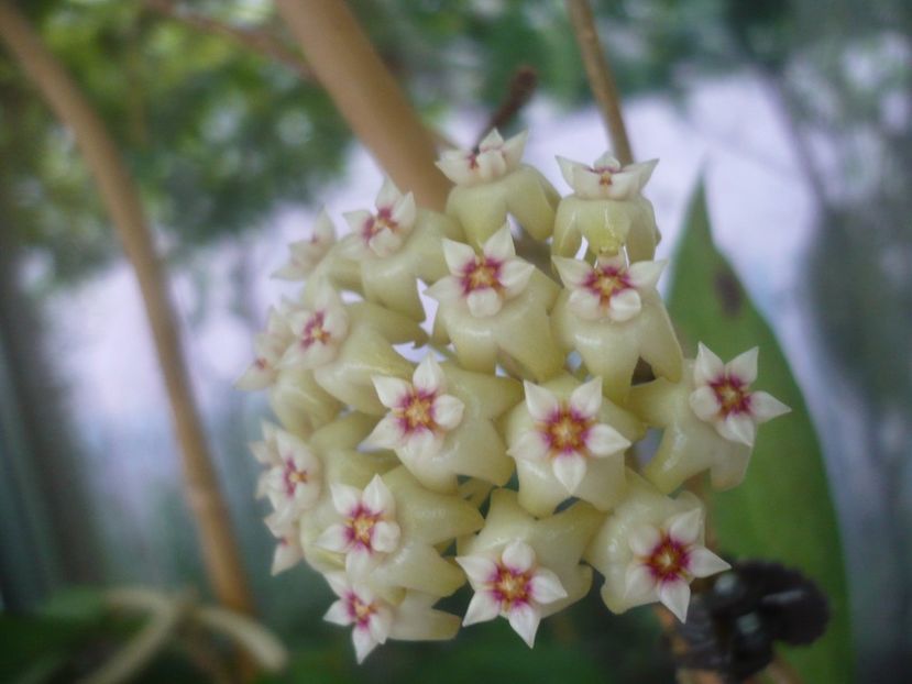 P1500492 - HOYA 2021-2