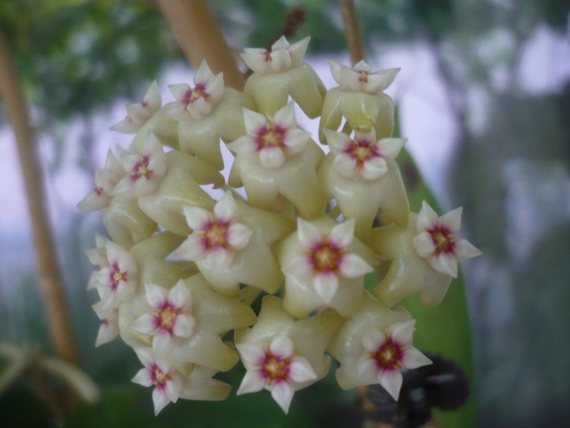 P1500493 - HOYA 2021-2