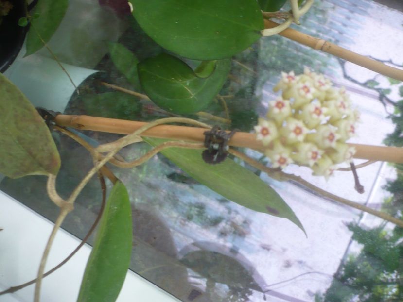 P1500494 - HOYA 2021-2