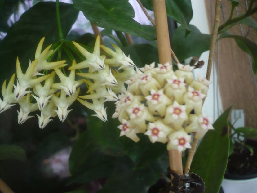 P1500495 - HOYA 2021-2
