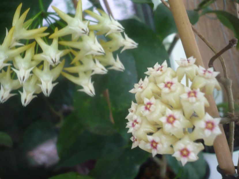 P1500497 - HOYA 2021-2
