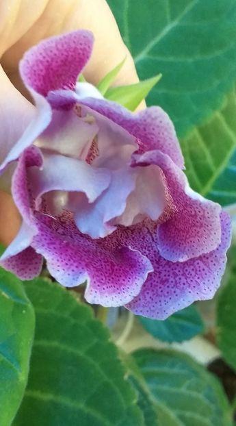 S - 23; Larisa 69. - Gloxinii 2021