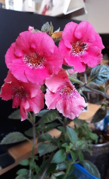  - 0001 2022 - Red Spectacular