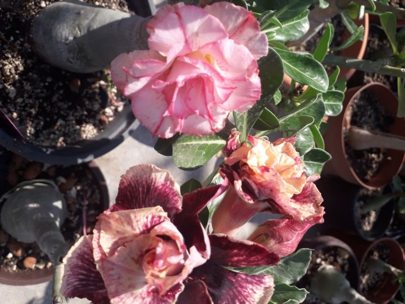  - Adenium