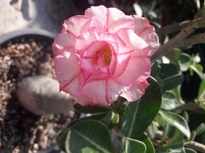  - Adenium