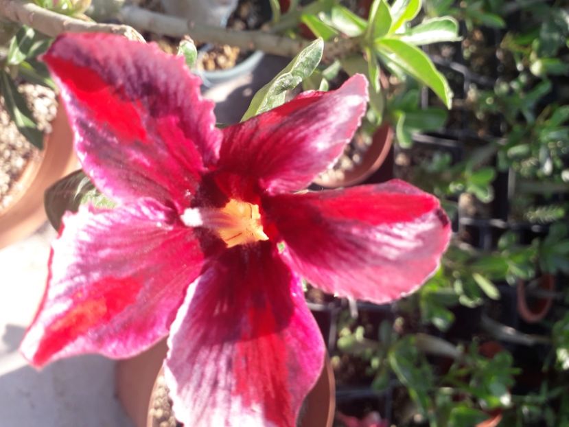  - Adenium