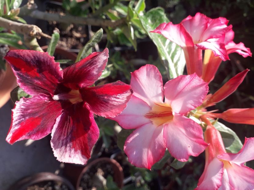  - Adenium