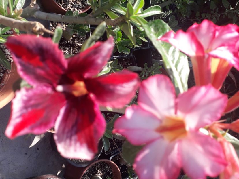  - Adenium