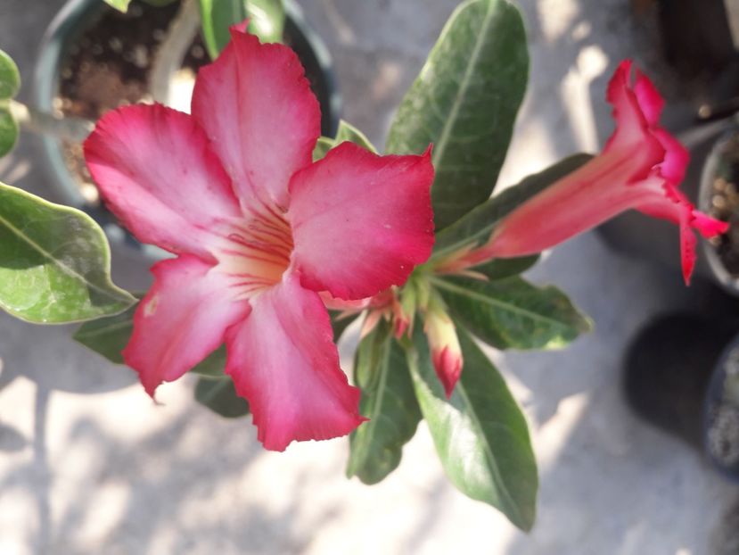  - Adenium