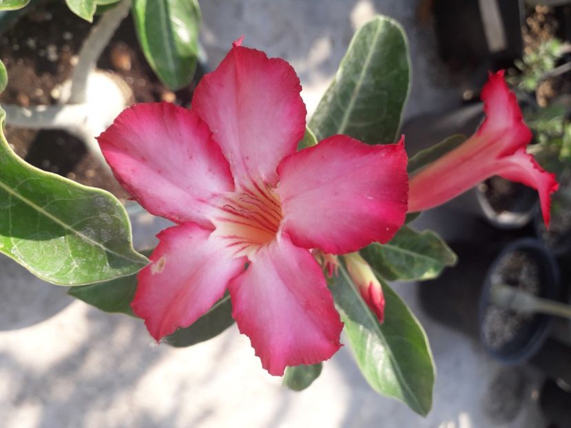  - Adenium
