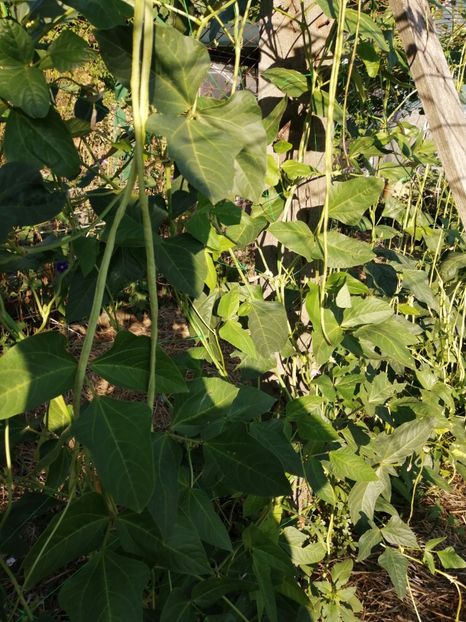  - SEMINTE FASOLE LA METRU - D 147 SOI VECHI