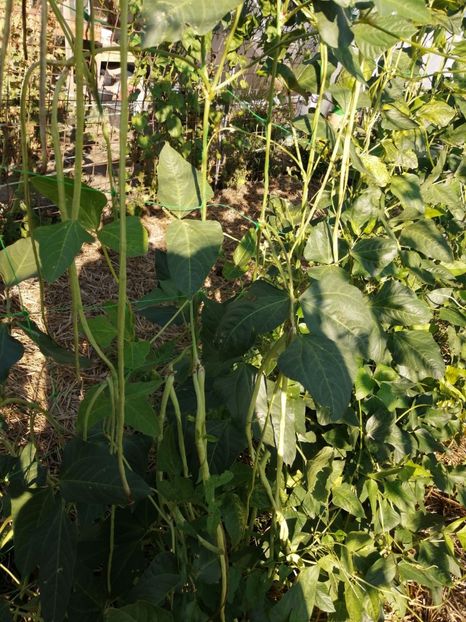  - SEMINTE FASOLE LA METRU - D 147 SOI VECHI