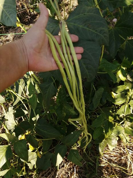  - SEMINTE FASOLE LA METRU - D 147 SOI VECHI