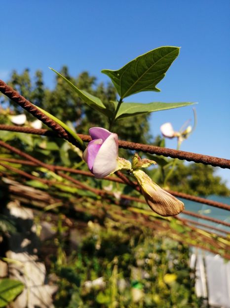  - SEMINTE FASOLE LA METRU - D 147 SOI VECHI