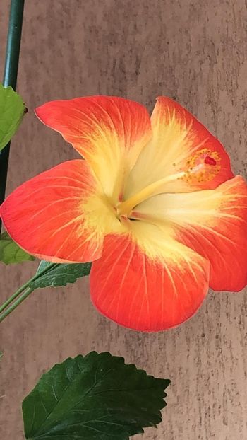 Rezervat No Id Bicolor - 20 lei - lastari rezervati