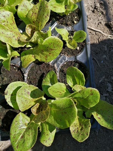  - SEMINTE SALATA - D 176 STRAWBERRY CABBAGE LETTUCE