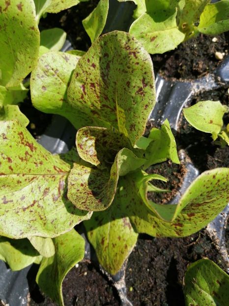  - SEMINTE SALATA - D 176 STRAWBERRY CABBAGE LETTUCE