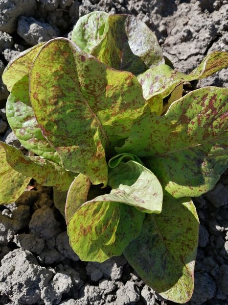  - SEMINTE SALATA - D 176 STRAWBERRY CABBAGE LETTUCE