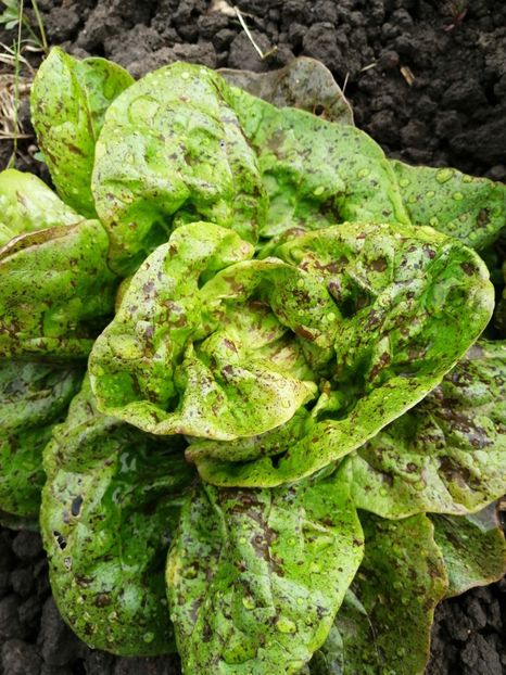  - SEMINTE SALATA - D 176 STRAWBERRY CABBAGE LETTUCE
