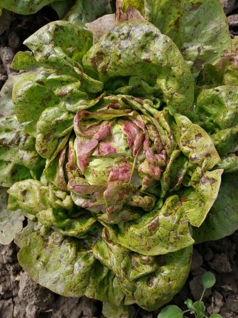  - SEMINTE SALATA - D 176 STRAWBERRY CABBAGE LETTUCE