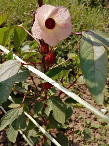  - SEMINTE HIBISCUS SABDARIFFA - D 205 ROSELLE