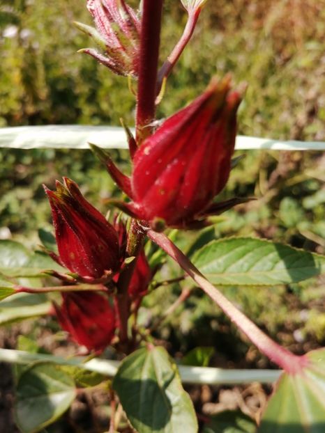  - SEMINTE HIBISCUS SABDARIFFA - D 205 ROSELLE