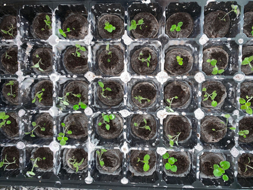Sera #7 - Gloxinia 2021