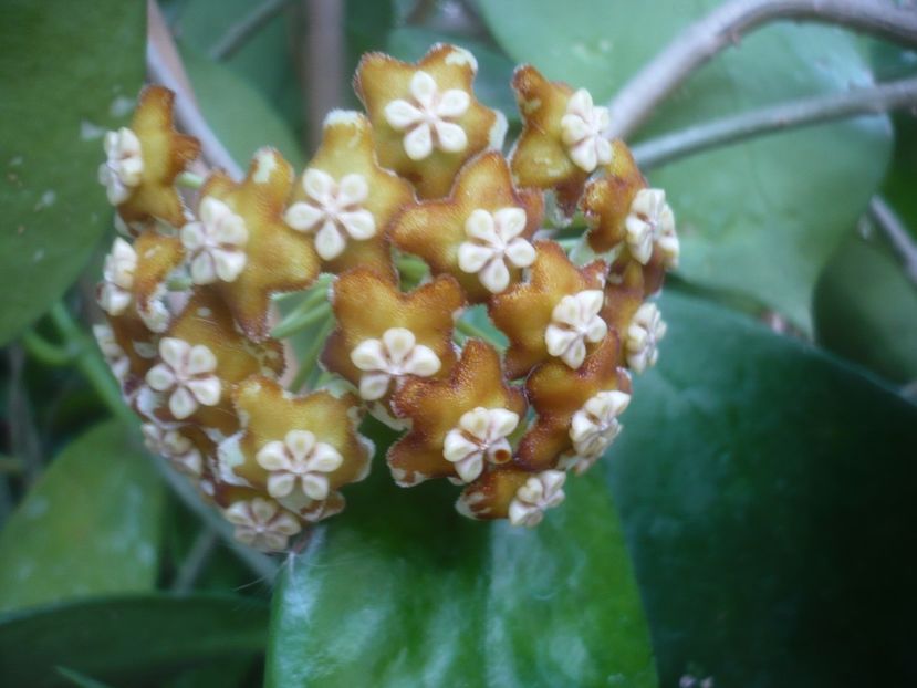 P1500514 - HOYA 2021-2