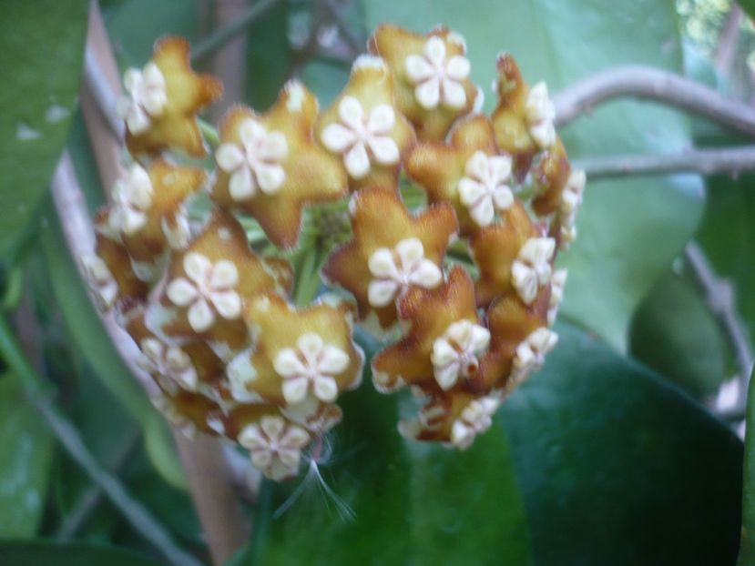P1500515 - HOYA 2021-2