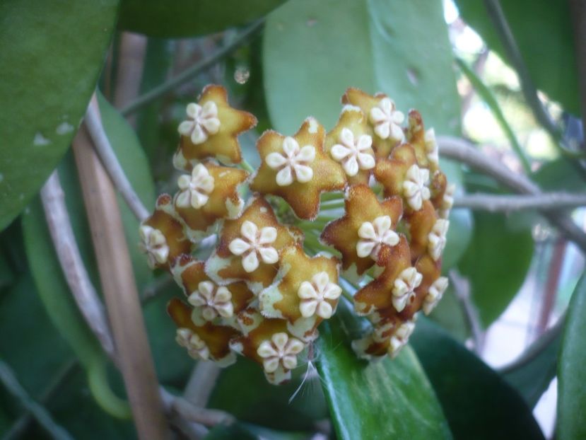 P1500516 - HOYA 2021-2