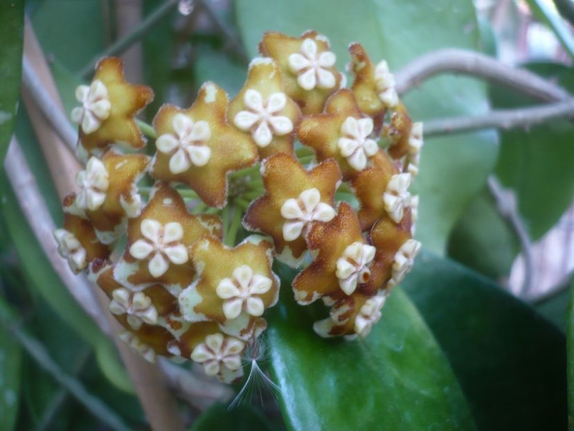 P1500517 - HOYA 2021-2