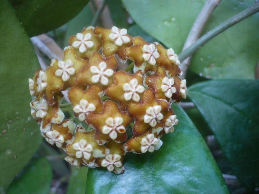 P1500518 - HOYA 2021-2