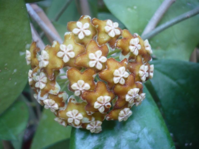 P1500519 - HOYA 2021-2