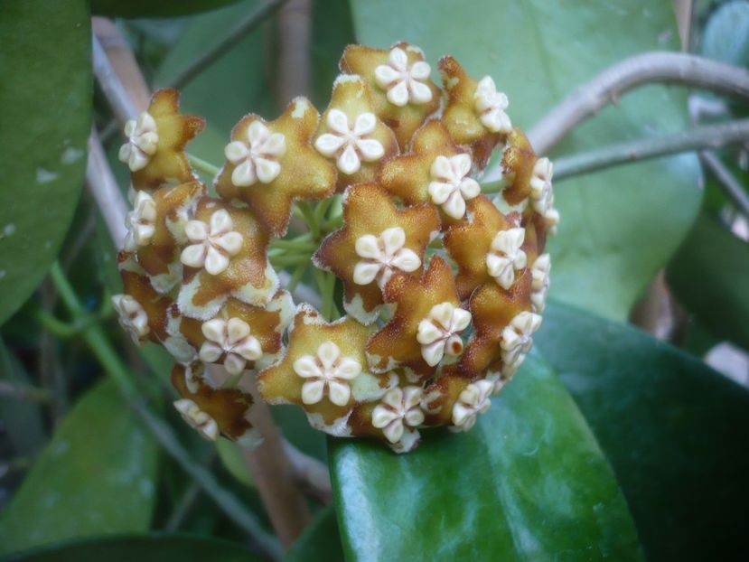 P1500520 - HOYA 2021-2